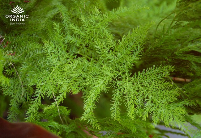 planta shatavari