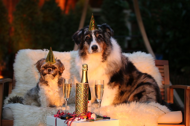 Doi căței cu coifuri de petrecere și pahare de șampanie