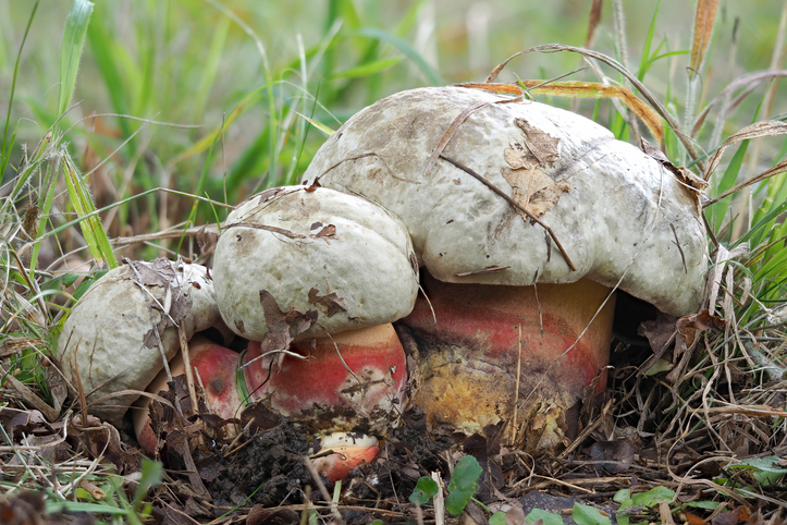 Ciuperci otrăvitoare în pădure