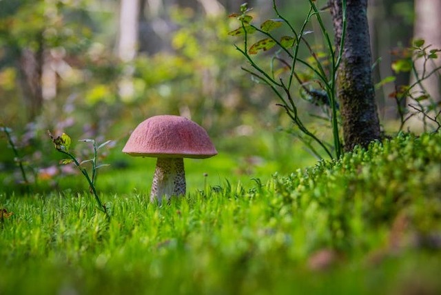 Ciupercă roz în pădure