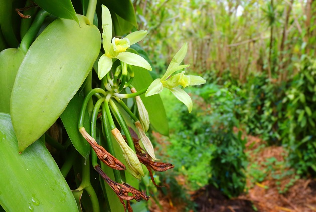 Plantație de vanilla planifolia