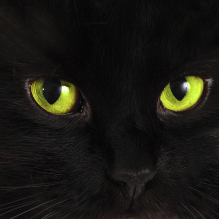 pisica neagra
