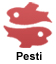 pesti