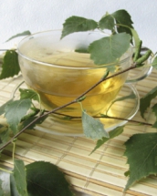 Ceai de mesteacan: bautura care vindeca infectiile urinare si trateaza reumatismul