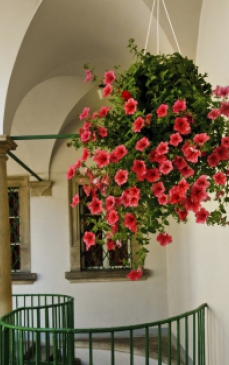 Top 5 flori curgatoare pentru casa si gradina 