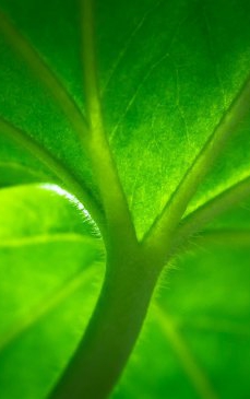 Plantele adaptogene și puterea organismului de autovindecare