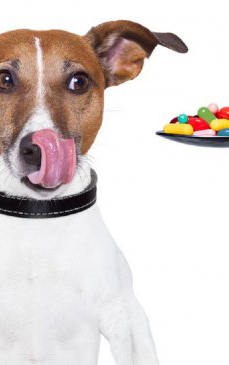 Vitamine pentru câini: cum le administrezi corect