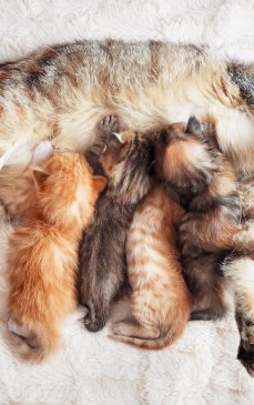 Cum să afli dacă pisica ta este însărcinată și cum să ai grijă de ea în această perioadă