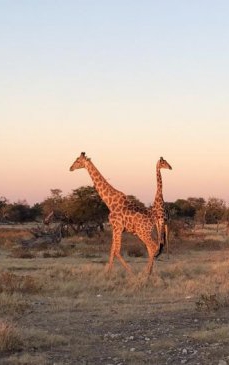 File de jurnal de călătorie: Namibia, deșertul de la marginea oceanului