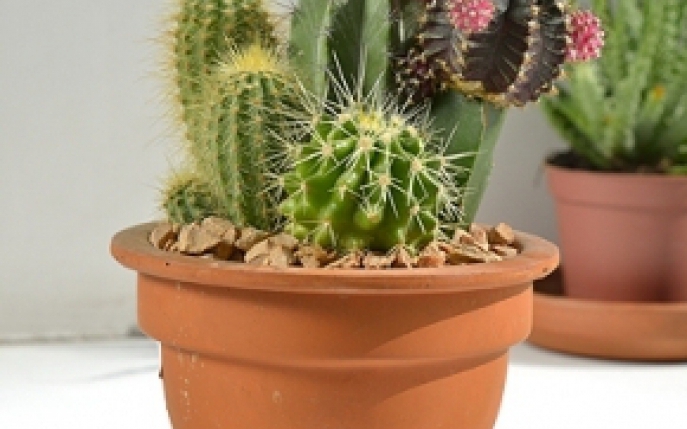 Sfaturi utile privind ingrijirea cactusilor