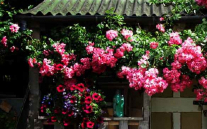 Cum sa ingrijesti trandafirii cataratori: Sfaturi utile pentru o gradina de vis