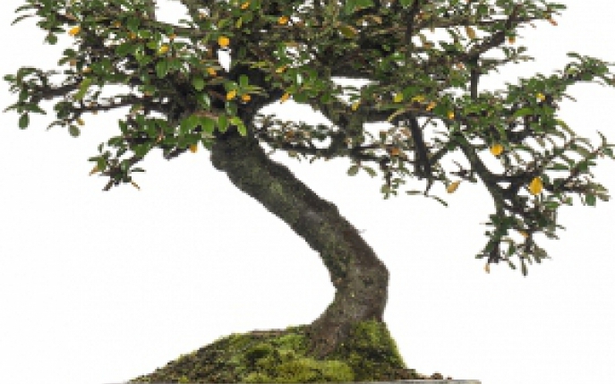 Totul despre bonsai: Ingrijire, intretinere, specii si pret