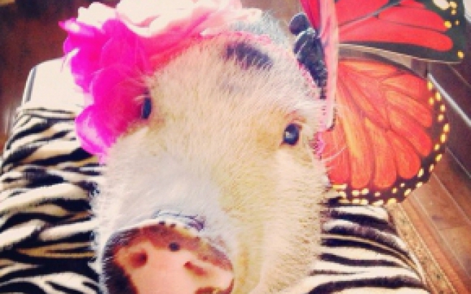 Acest porc a devenit celebru pe internet! Fa cunostinta cu Penelope Popcorn
