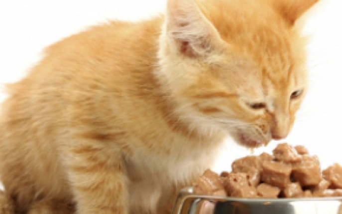 Greseli in alimentatia pisicii