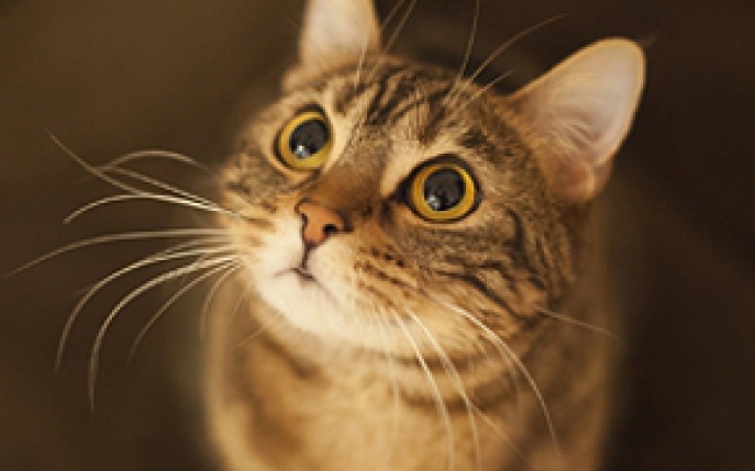 Top 5 filmulete haioase cu pisici 