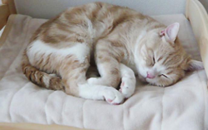 5 modele de paturi pentru pisica ta