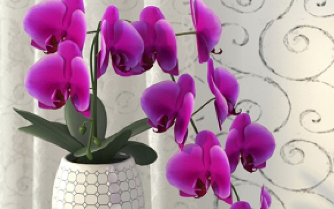 Cum se planteaza orhideea in ghiveci