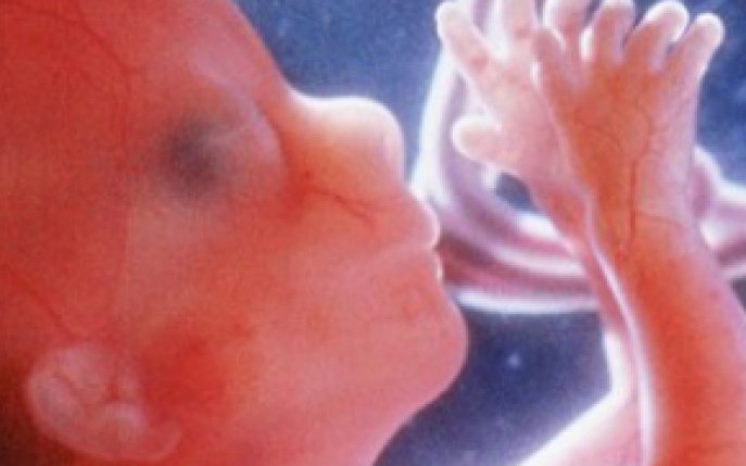 Cum arata bebelusii in burta de la conceptie pana la nastere: imagini surprinzatoare