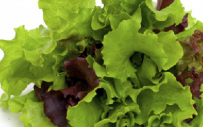 Ce trebuie sa stii despre cultivarea salatei