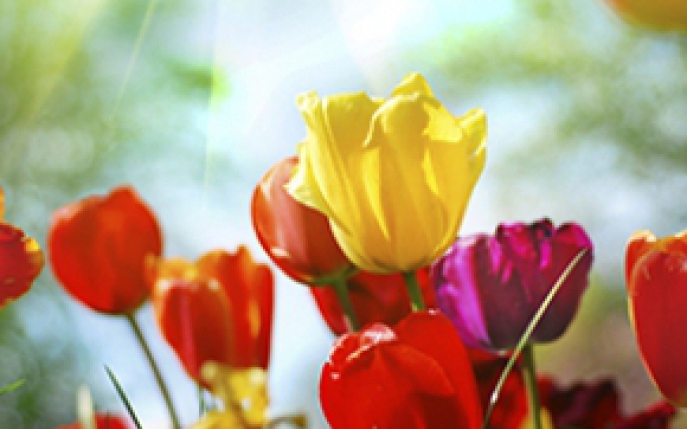 10 tipuri de flori de primavara si semnificatia lor
