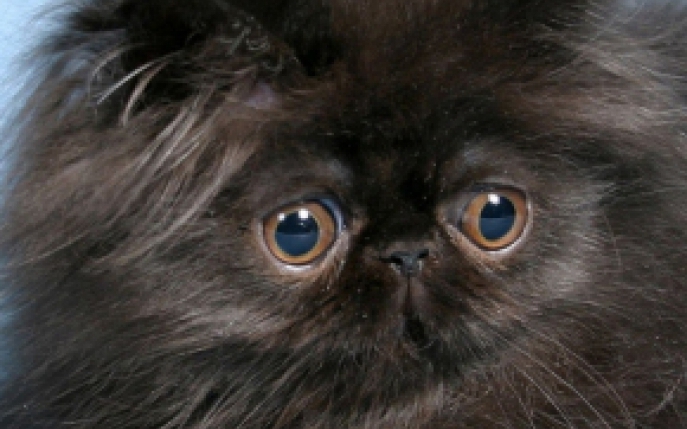 6 rase de pisici pufoase de care te vei indragosti! 