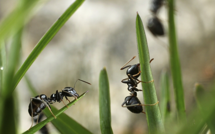 Cât trăiește o furnică și alte curiozități despre această insectă