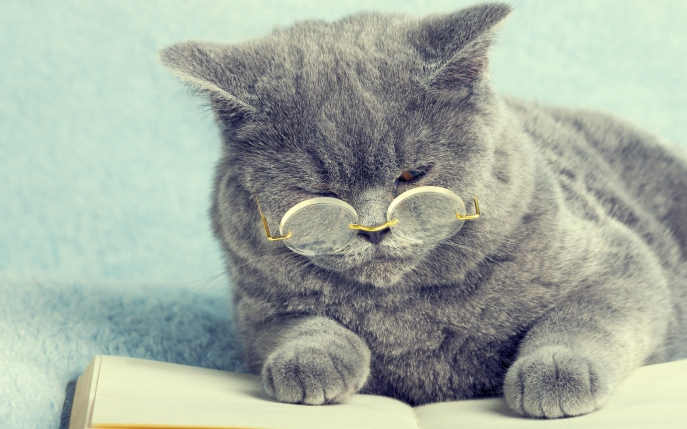 Tot ce trebuie să știi despre pisica british shorthair