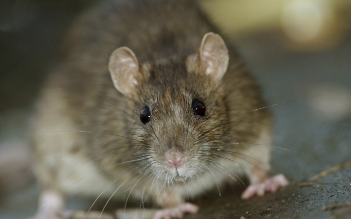 Rețetă de otravă pentru șobolani pe care o poți face acasă