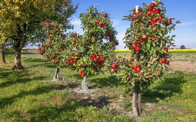 Cinci pomi fructiferi pitici pe care merită să-i plantezi în curte