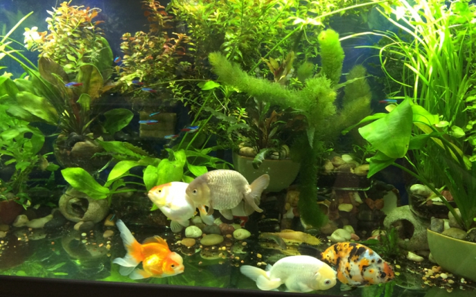 Cele mai bune plante pentru un acvariu de apartament