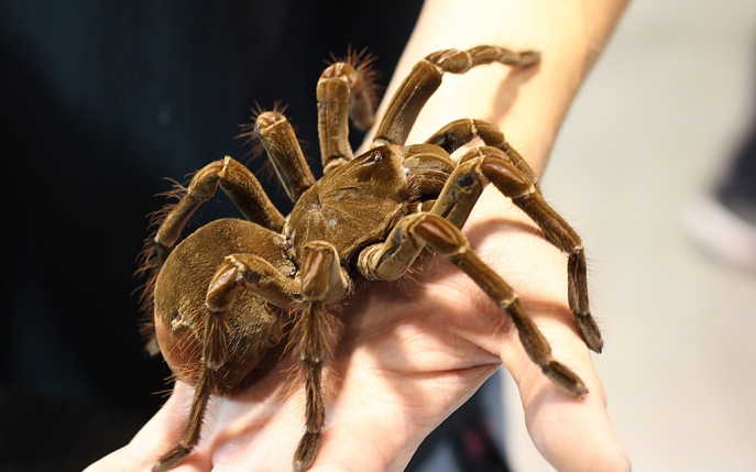 Vezi cum arată cel mai mare păianjen din lume!