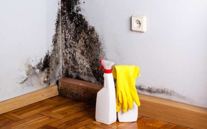 Semne că mucegaiul se ascunde în casa ta şi cum scapi de el