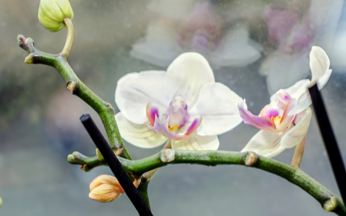 Tot ce trebuie să știi despre îngrijirea orhideelor pe timp de iarnă