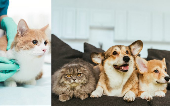 8 lucruri pe care să le știi înainte să îți iei un animal de casă, dacă nu vrei să cheltuiești o avere la veterinar