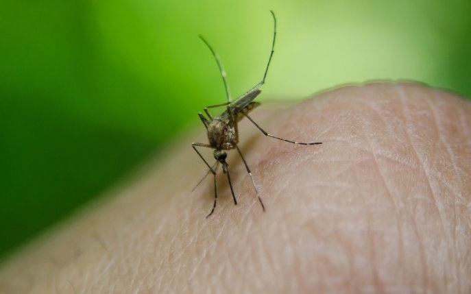 Atenție români! 10% din țânțarii din România sunt purtători ai virusului West Nile 