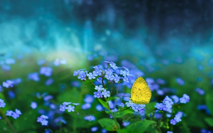 Cele mai frumoase flori albastre de grădină