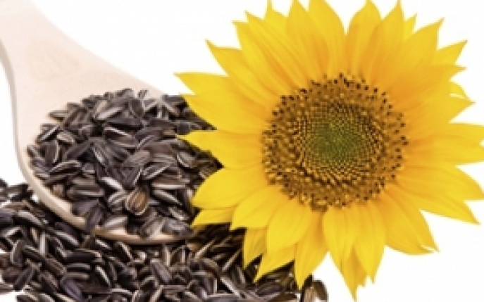 Semintele de floarea-soarelui - Informatii nutritionale si proprietati terapeutice