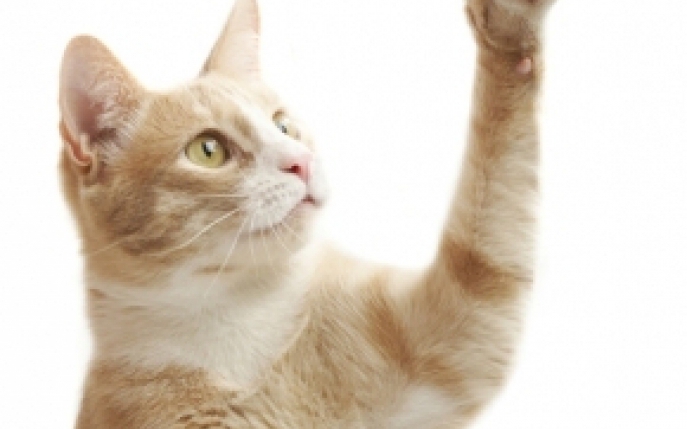 Boala zgarieturii de pisica-cauze, simptome, tratament