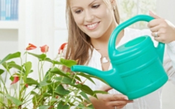 Ingrijirea plantelor de apartament: 4 informatii utile pentru incepatori