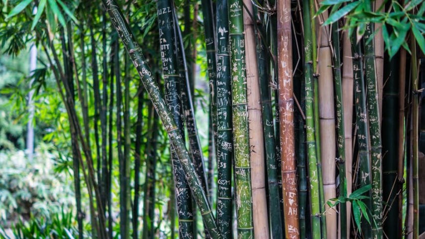 Bambusul