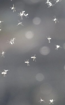 Alertă medicală! A fost semnalată în România prezența țânțarului care transmite MALARIA