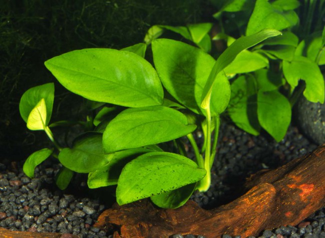 plante de acvariu anubias