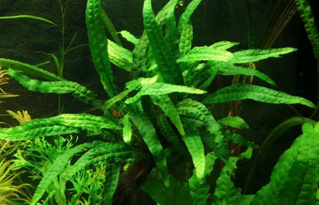 plante de acvariu helferi