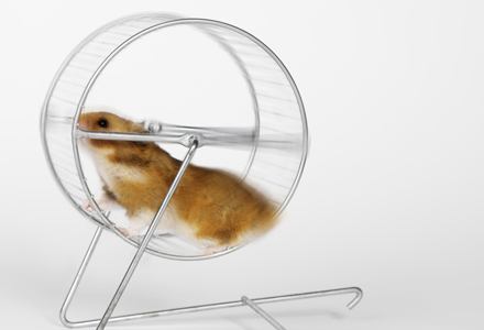 animale de companie usor de intretinut hamster