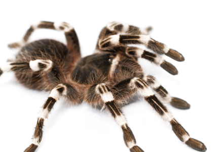 animale de companie usor de intretinut tarantula