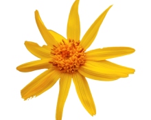 baie de aburi - arnica