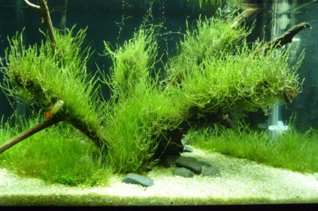 plante de acvariu java moss