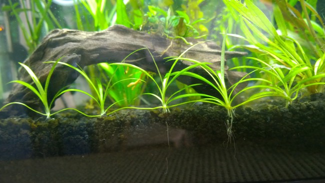 plante de acvariu pentru incepatori