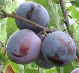 compot prune