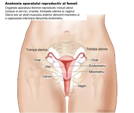 cancer endometrial